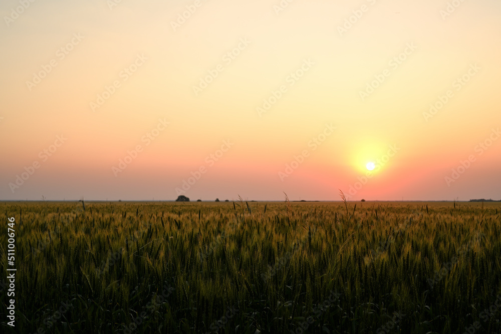 Wheat field on a summer evening. The sun illuminates the wheat field with a soft, yellowish orange, slightly scarlet light. Spikelets of wheat are illuminated by golden sunlight on a summer evening