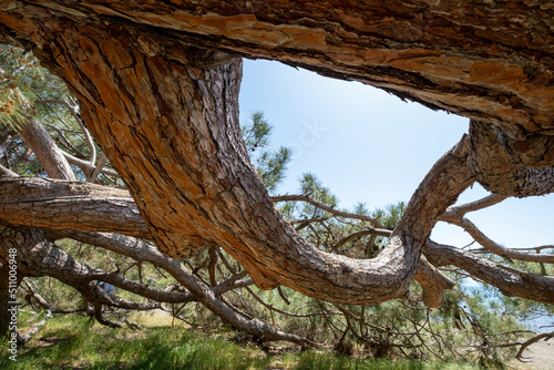 powerful pine branches © Yury Zap