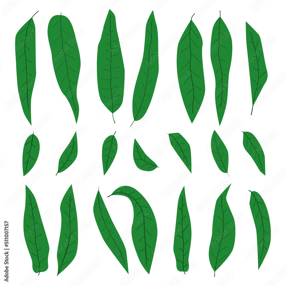 Hand drawn mango leaves set, various shapes of abstract simple green leaves collection, elements for eco and bio design, accessory decor for modern illustration Hand drawn mango leaves set, various shapes of abstract simple green leaves collection, elements for eco and bio design, accessory decor for modern illustration