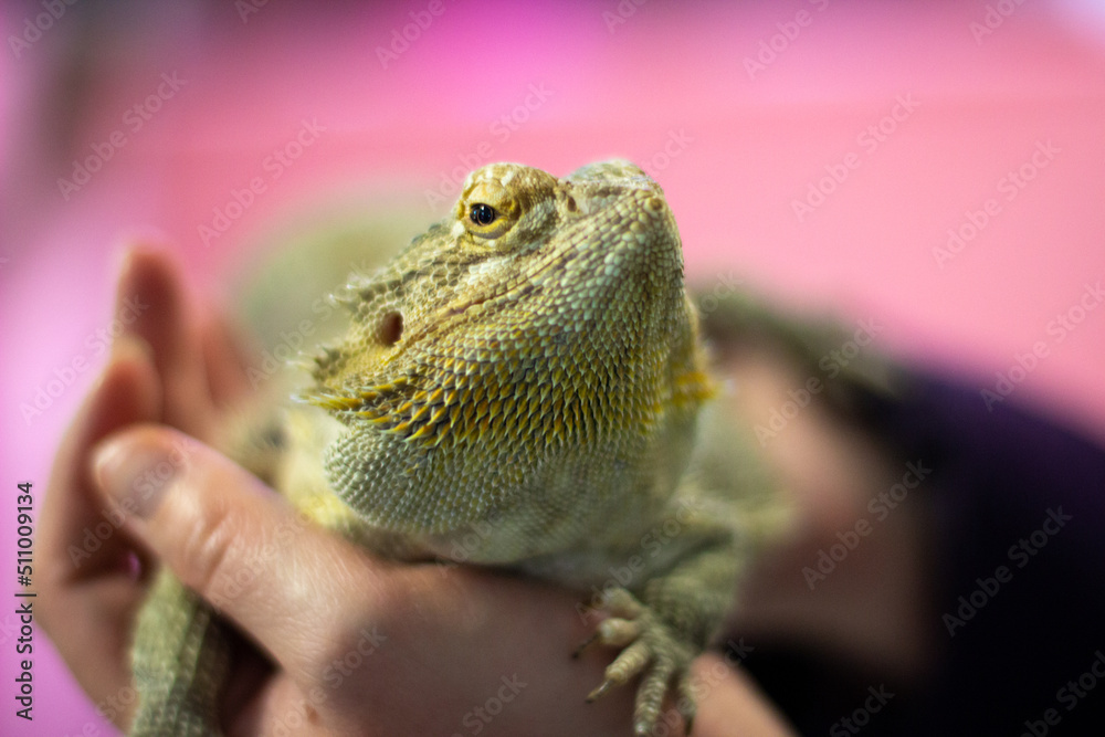 Obraz premium Central bearded dragon in palms