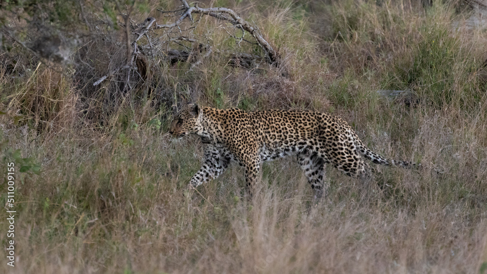 Naklejka premium Old leopardess in tall grass