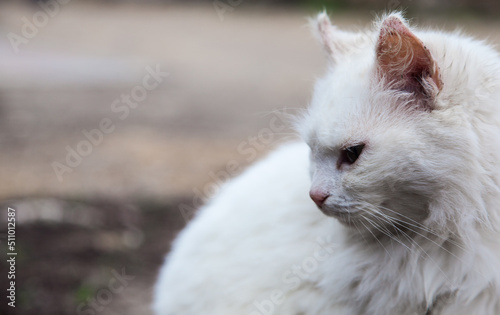 Beautiful white cat with green eyes close-up.