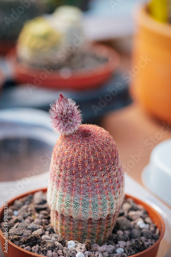 Pink cactus, Echinocereus rigidissimus in a pot. Close up photo