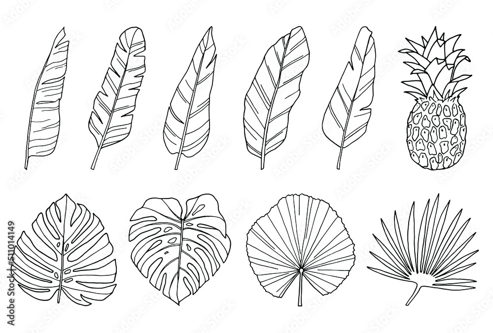 Palm leaf hand drawn illustrations set of line art black tropical exotic leaves isolated on white Palm leaf hand drawn illustrations set of line art black tropical exotic leaves isolated on white
