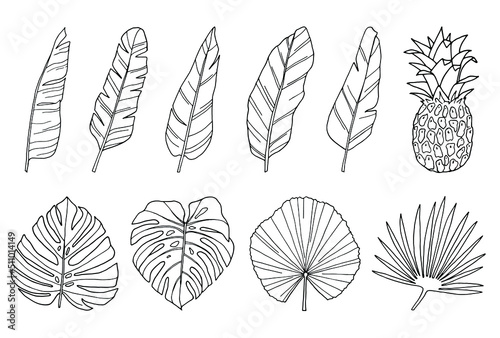 Palm leaf hand drawn illustrations set of line art black tropical exotic leaves isolated on white