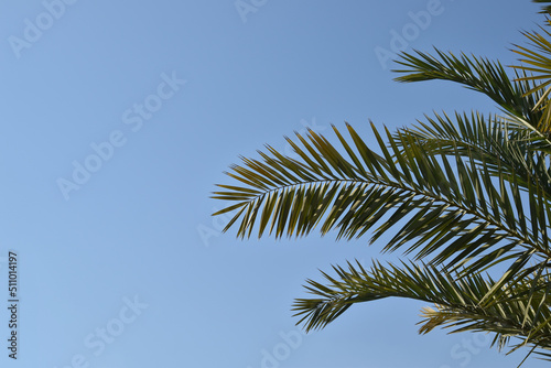 Large palm leaves against the sky.