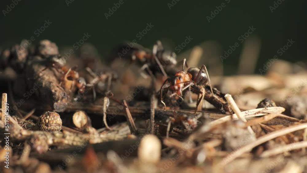The work and life of ants in an anthill