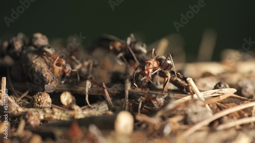 The work and life of ants in an anthill photo