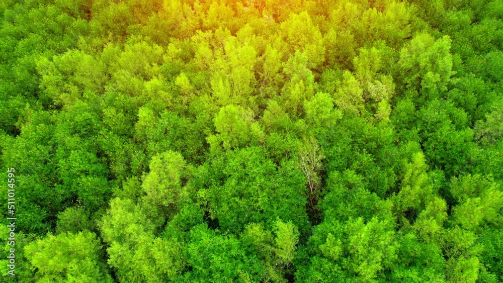 Aerial view over beautiful mangrove jungle at Bangkaew, Samut Songkhram, Thailand. Mangrove landscape. relaxing and scenic environment. 4k Drone Footage.
Aerial view over beautiful mangrove jungle at Bangkaew, Samut Songkhram, Thailand. Mangrove landscape. relaxing and scenic environment. 4k Drone Footage.