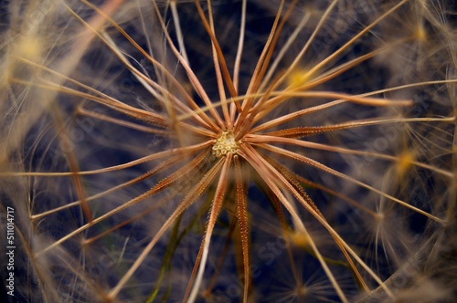 Tragopogon reticulatus