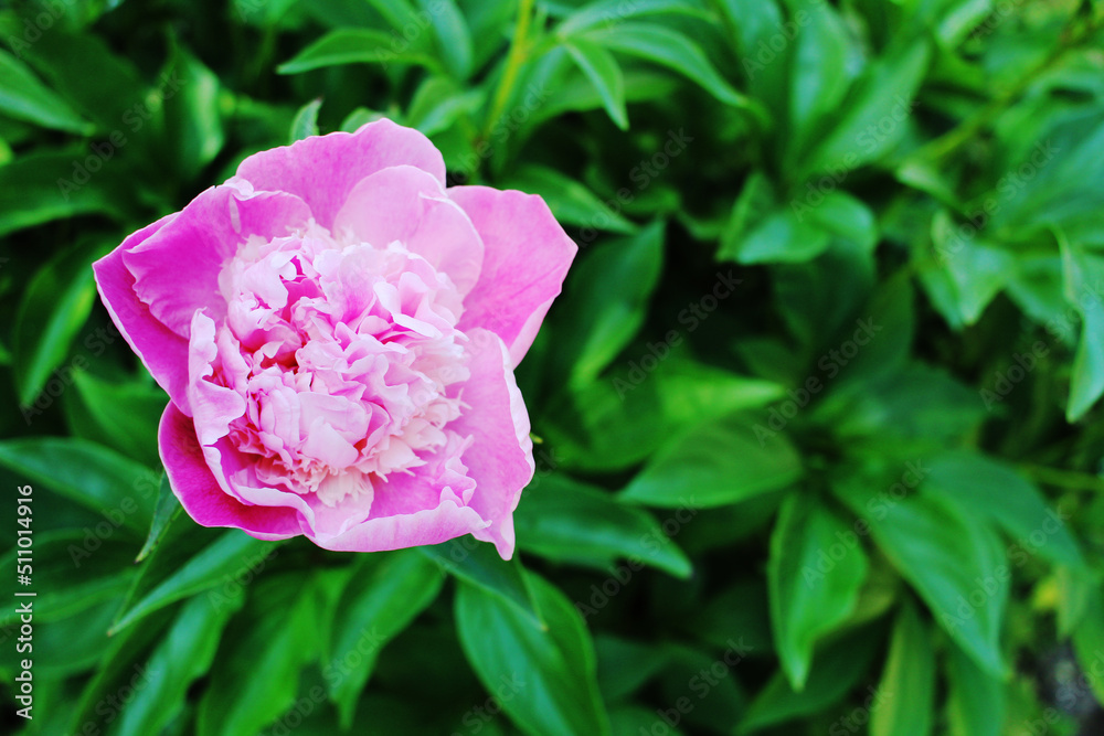 pink beautiful peony there is a place for an inscription pink beautiful peony there is a place for an inscription