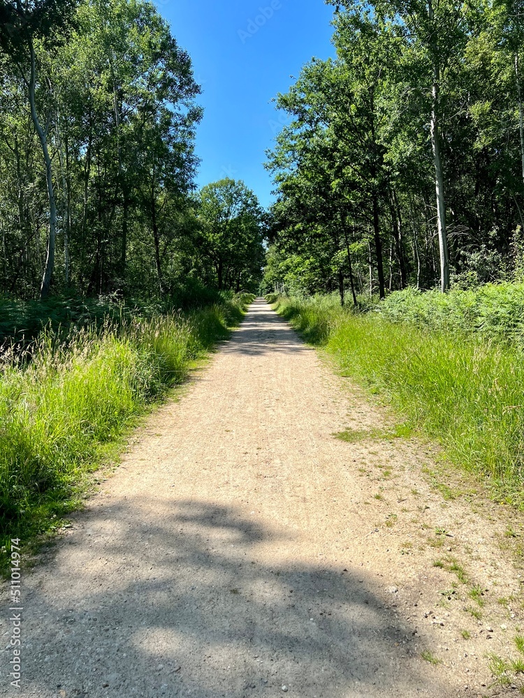 Obraz premium Bois Notre-Dame