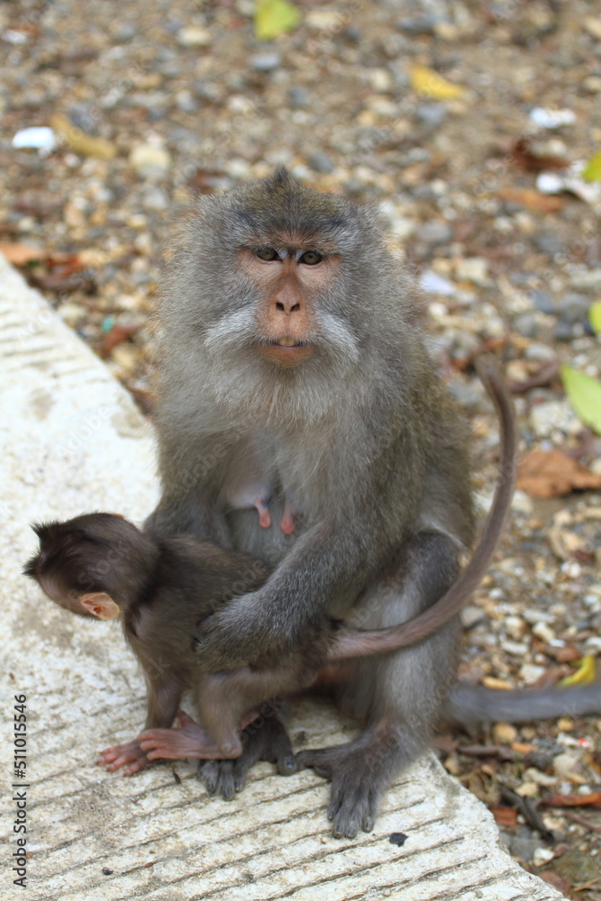 Naklejka premium A female long tailed monkey (Macaca fascicularis) with her baby at Pusuk Sembalun, Lombok island, Indonesia.
