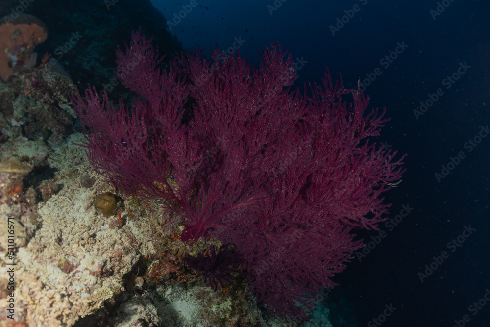 Fototapeta premium Coral reef and water plants at the Tubbataha Reefs, Philippines 