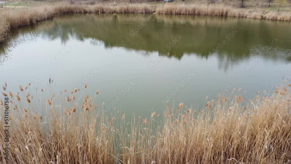 Small lake with dry reed thickets on shore, aerial view Small lake with dry reed thickets on shore, aerial view