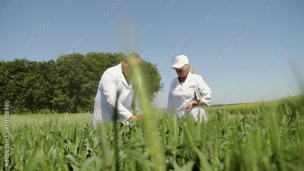 Agriculture. Abundant fields of wheat. New varieties of wheat are bred in chernozem fields. Agronomists and farmers inspect the wheat harvest. New varieties. nature Agriculture. Abundant fields of wheat. New varieties of wheat are bred in chernozem fields. Agronomists and farmers inspect the wheat harvest. New varieties. nature