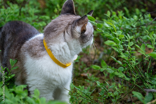 The cat in the grass looks away. Yellow flea collar on a pet. Walks of a domestic cat in nature.