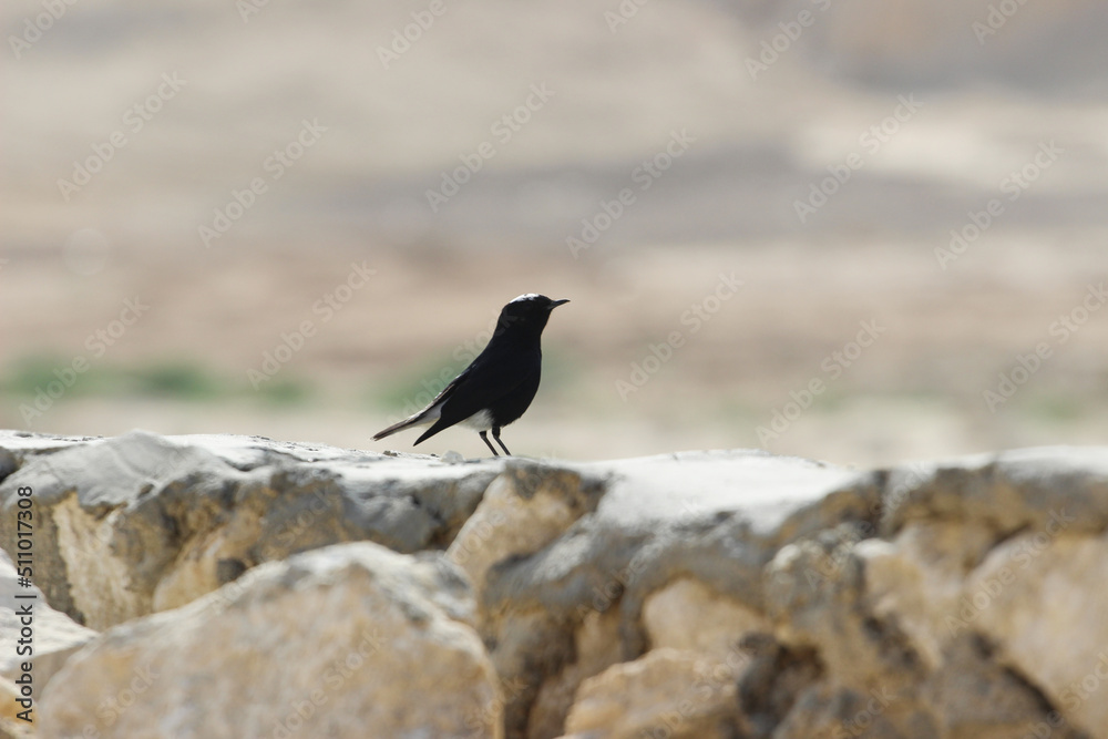 White-crowned wheatear at Wadi Degla Protectorate, Western Desert, Egypt White-crowned wheatear at Wadi Degla Protectorate, Western Desert, Egypt