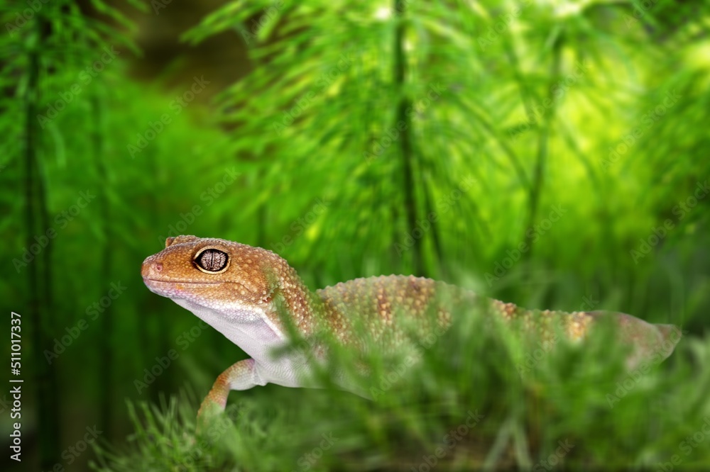 Cute young wild lizard hiding in the grass Cute young wild lizard hiding in the grass