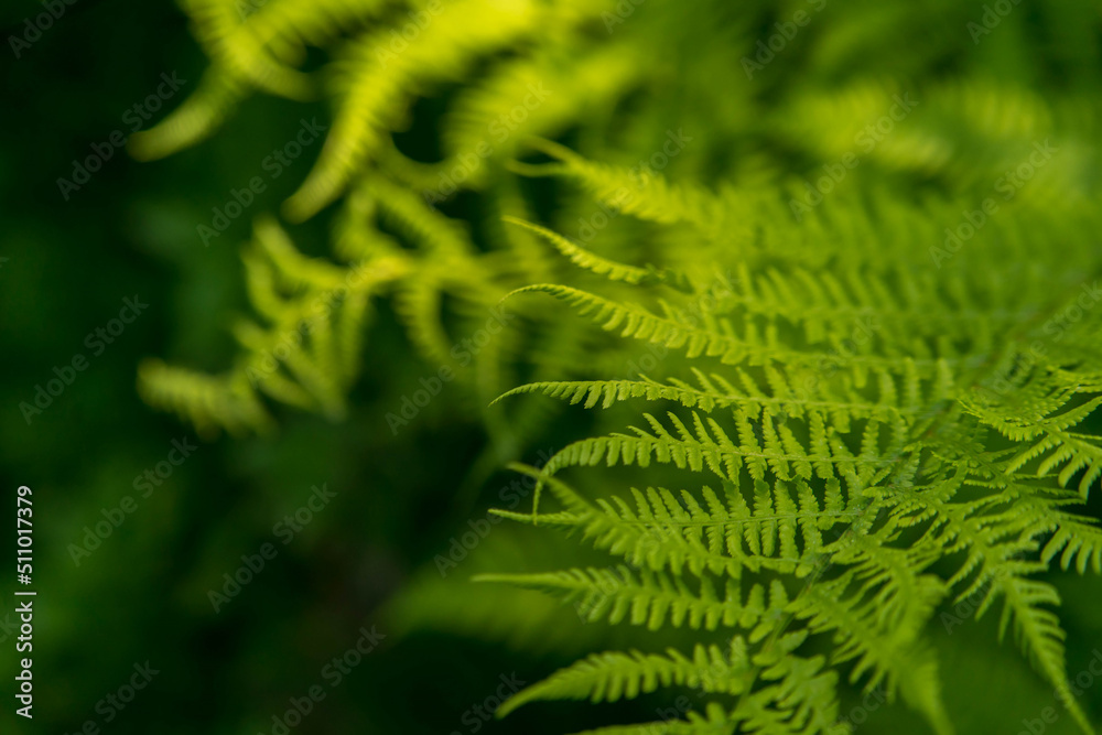  close up of green ferns in a botanical garden