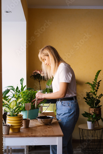 Blond woman planting mint in pot. Close up photo.