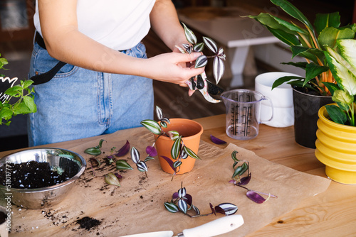 Unrecognized woman planting tradescantia in pot. Close up photo.