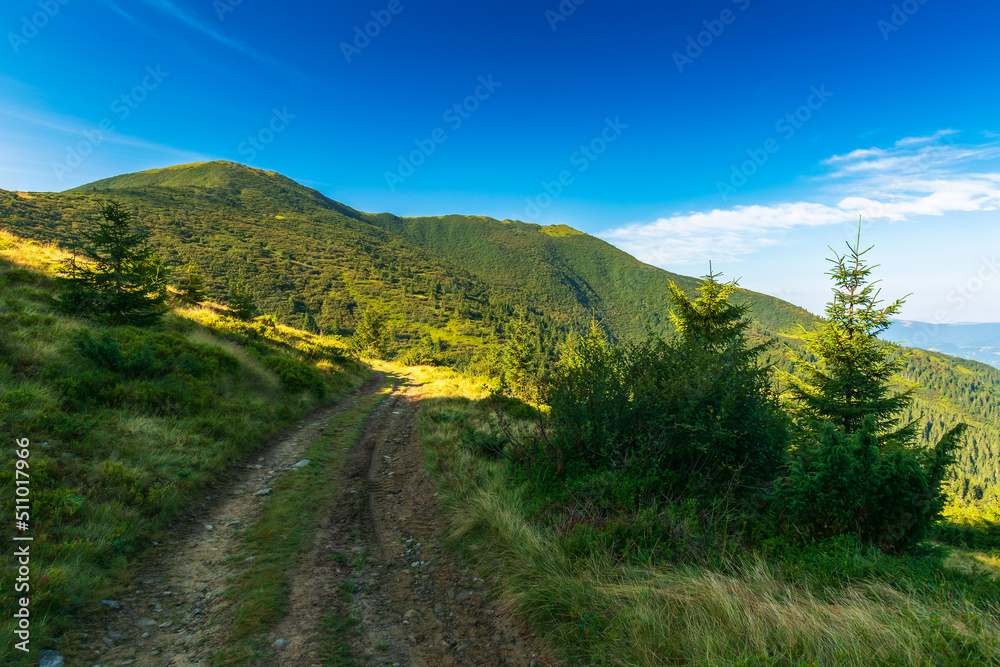path uphill in to the mountains. beautiful carpathian landscape on a summer morning. warm sunny weather with almost cloudless blue sky. travel countryside concept