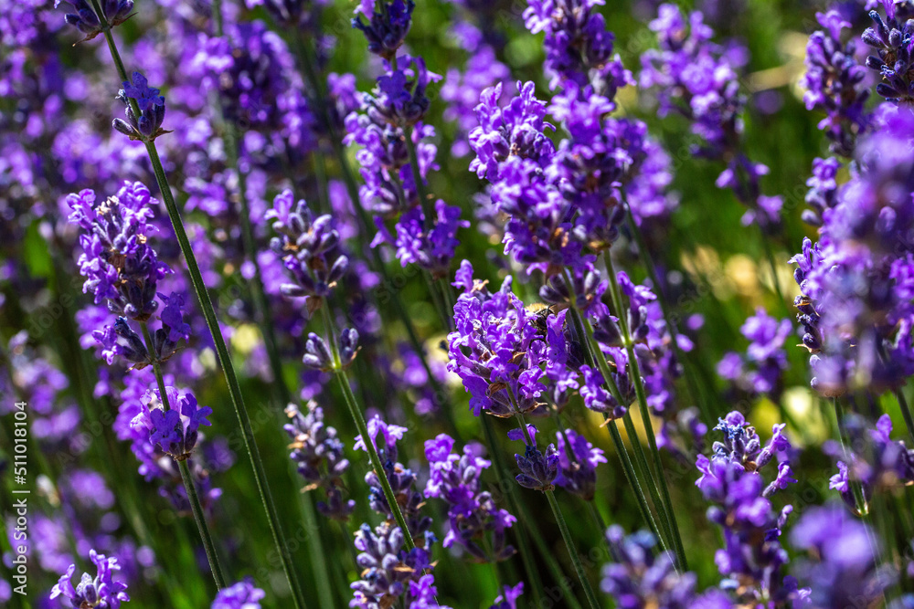 Fleur de lavande