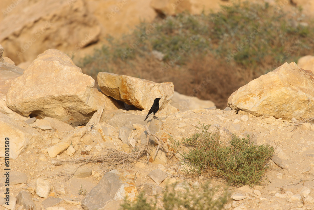 White-crowned wheatear at Wadi Degla Protectorate, Western Desert, Egypt