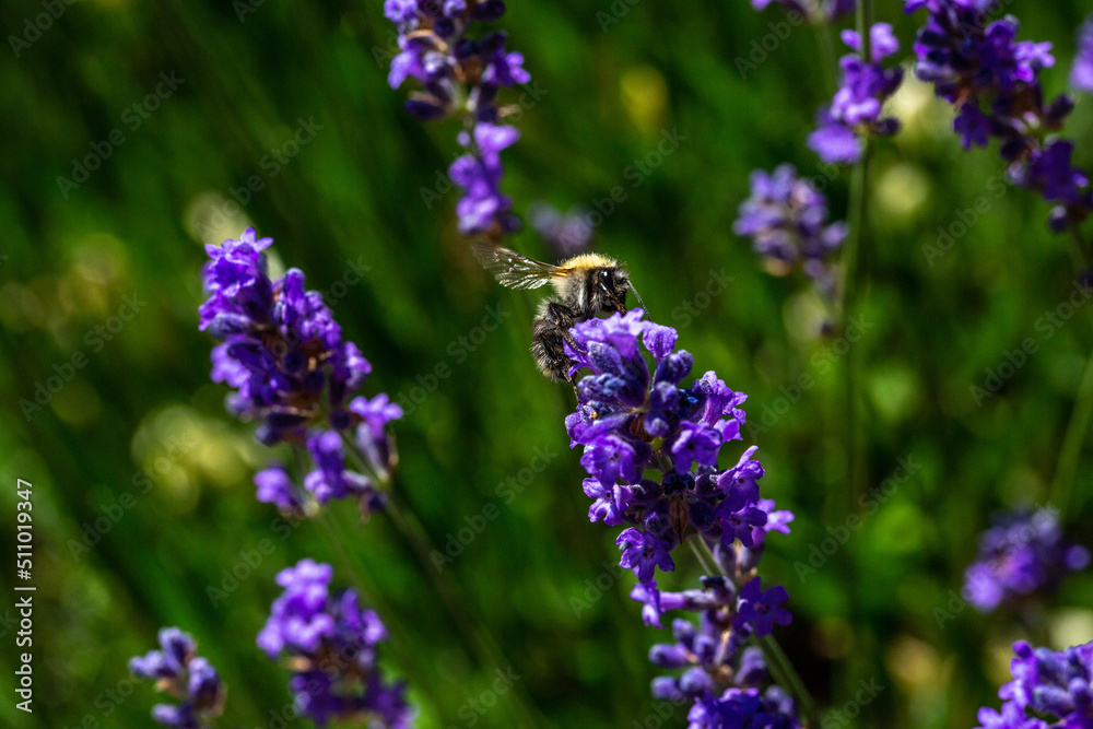 Obraz premium Bourdon sur une fleur lavande, en pleine après midi