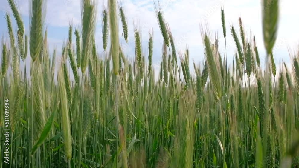 Green Ears of Wheat Swaying in field, 4k Uhd - Amazing Nature. Concept of Agriculture. Tracking shot. Green Ears of Wheat Swaying in field, 4k Uhd - Amazing Nature. Concept of Agriculture. Tracking shot.