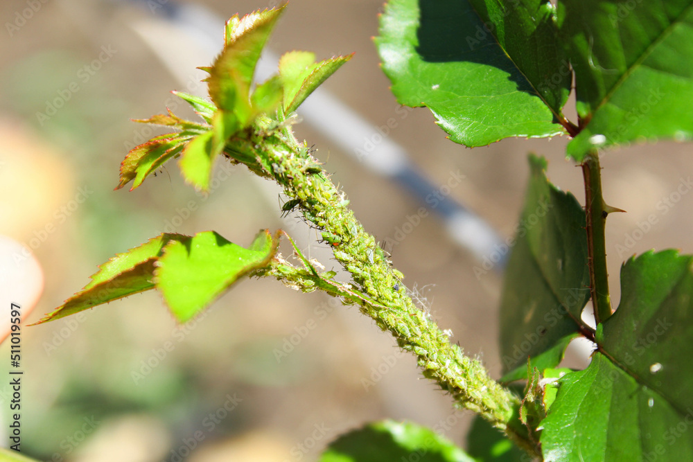 Aphids on rosebuds. aphid colony on a rose Aphids on rosebuds. aphid colony on a rose