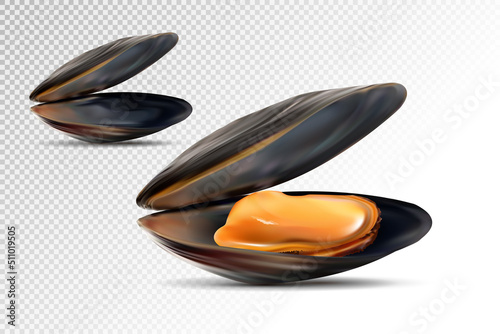Realistic 3d Detailed Black Mussels Set Opened View. Mussel shell. Fresh Delicious Seafood for Restaurant. Vector illustration of Mussel