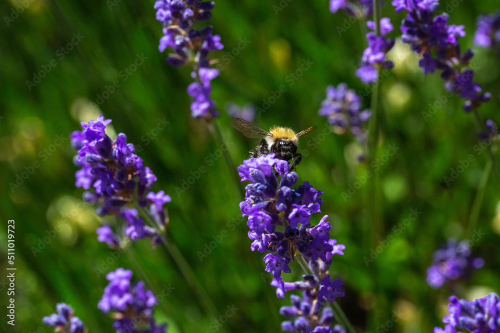 Bourdon sur une fleur lavande, en pleine après midi Bourdon sur une fleur lavande, en pleine après midi