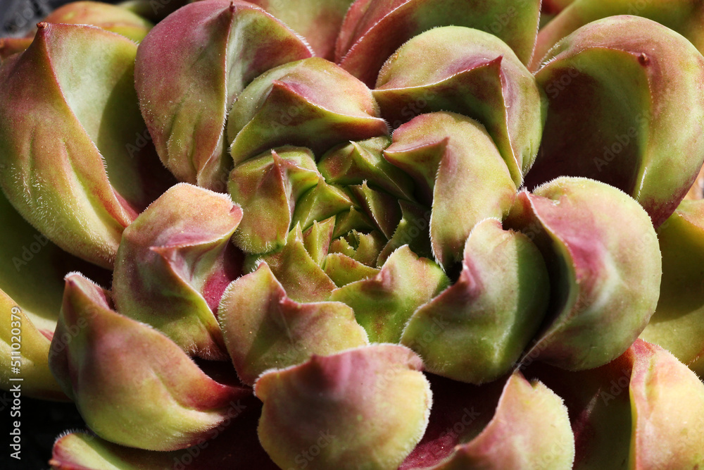 Speciality sempervivum plant, , houseleek, succulent rosette closeup with thick succulent leaves known as fantasy mutant. Speciality sempervivum plant, , houseleek, succulent rosette closeup with thick succulent leaves known as fantasy mutant.
