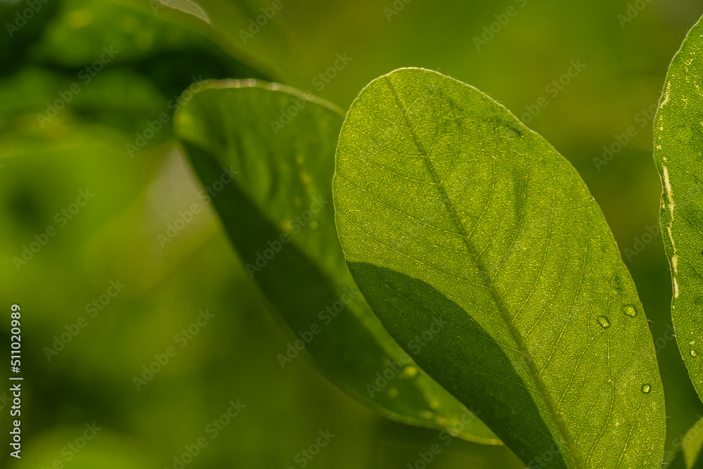 Peanut plant, thin green leaves, yellow flowers, on a sunny morning Peanut plant, thin green leaves, yellow flowers, on a sunny morning