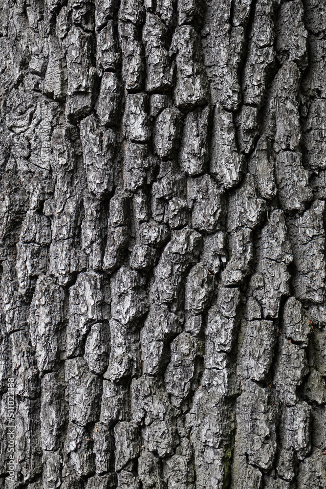 Obraz premium Embossed texture of tree bark. Tree trunk with natural bark patterns on the surface. Natural wood background. Closeup side view.