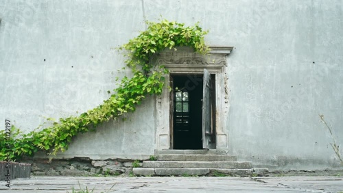 Open old door and vine leaves hanging on the wall