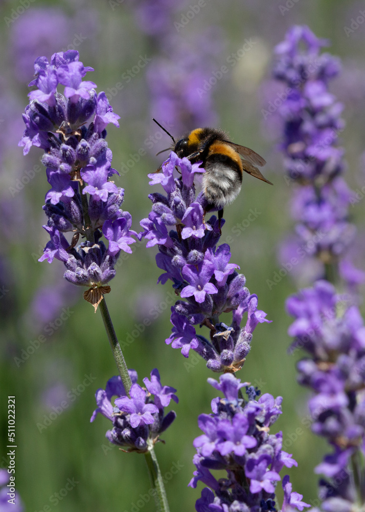 Bourdon sur une fleur lavande, en pleine après midi Bourdon sur une fleur lavande, en pleine après midi