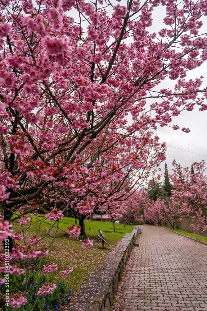 Naklejka premium Sakura Trees, Beautiful full bloom cherry Blossom trees