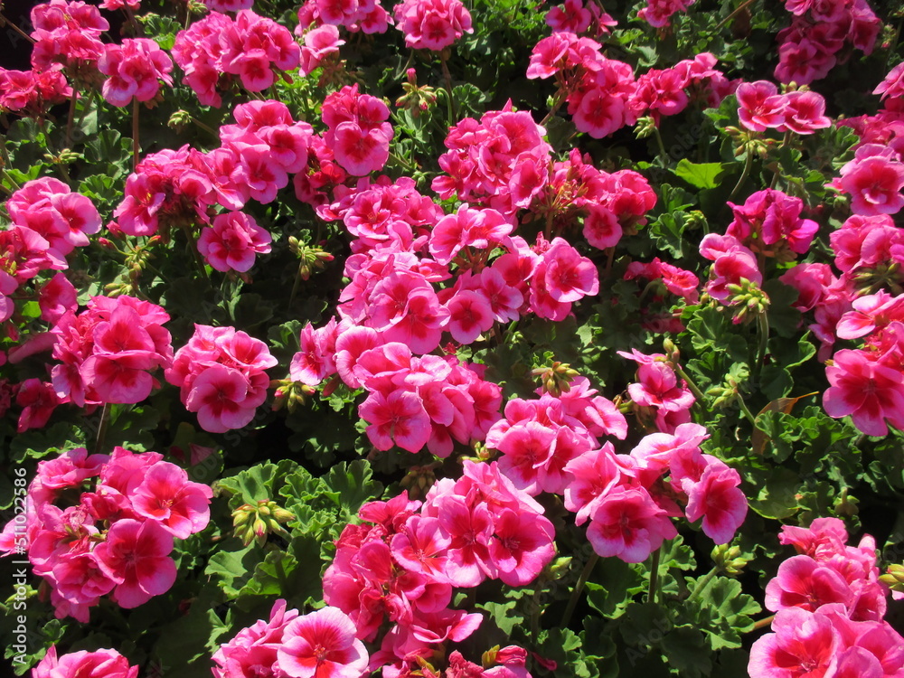 春の花壇に美しく咲き誇る、ピンクが鮮やかなゼラニウム(ローズスプラッシュ)
春の花壇に美しく咲き誇る、ピンクが鮮やかなゼラニウム(ローズスプラッシュ)