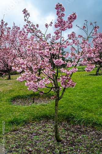 Sakura Trees, Beautiful full bloom cherry Blossom trees