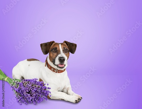 Small cute puppy dog lying near the bouquet. Bright spring postcard
