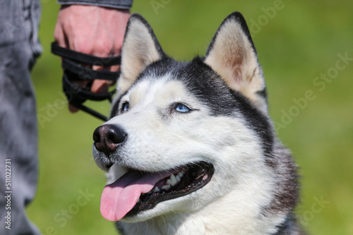 Husky dog portrait in nature.