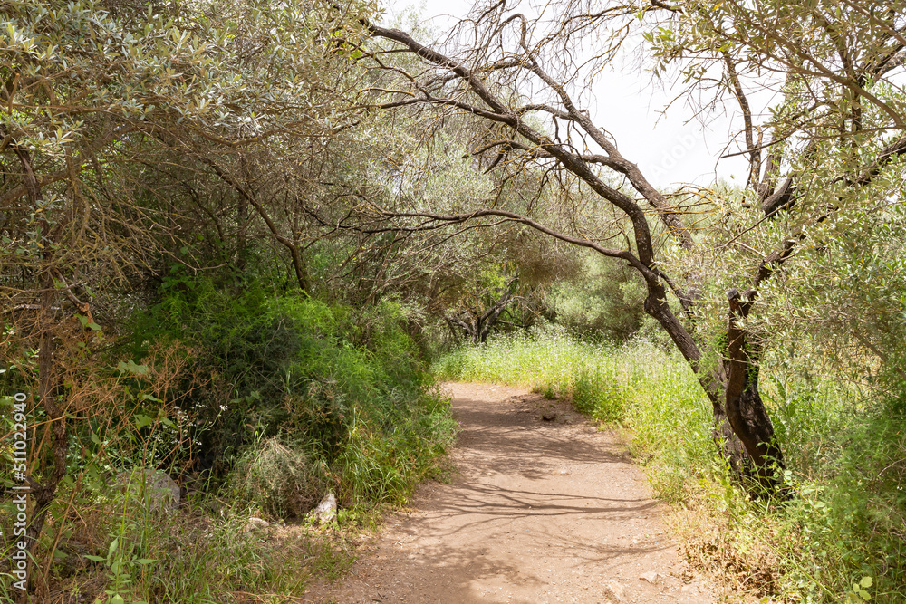 Fototapeta premium Path leading through a Hermon Stream Nature Reserve in northern Israel
