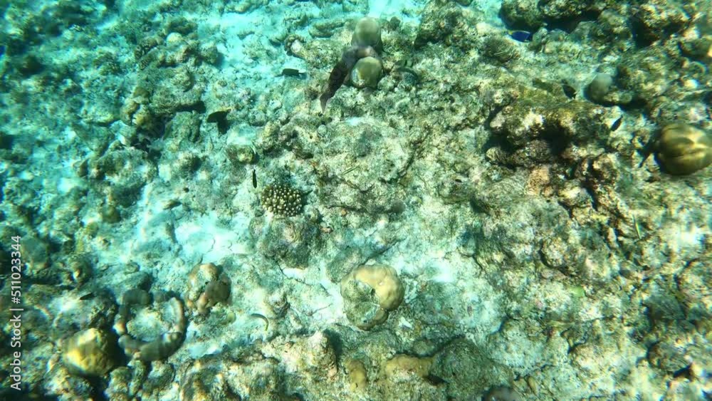 underwater video. Waterproof photo and video equipment for travel. coral reef underwater video. Waterproof photo and video equipment for travel. coral reef