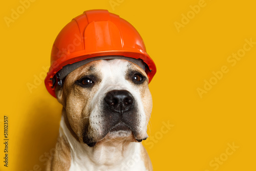 Fotobehang dog breed pit bull terrier in a construction helmet on a yellow