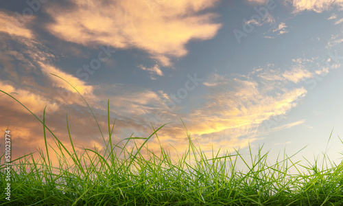 green grass and sky background.