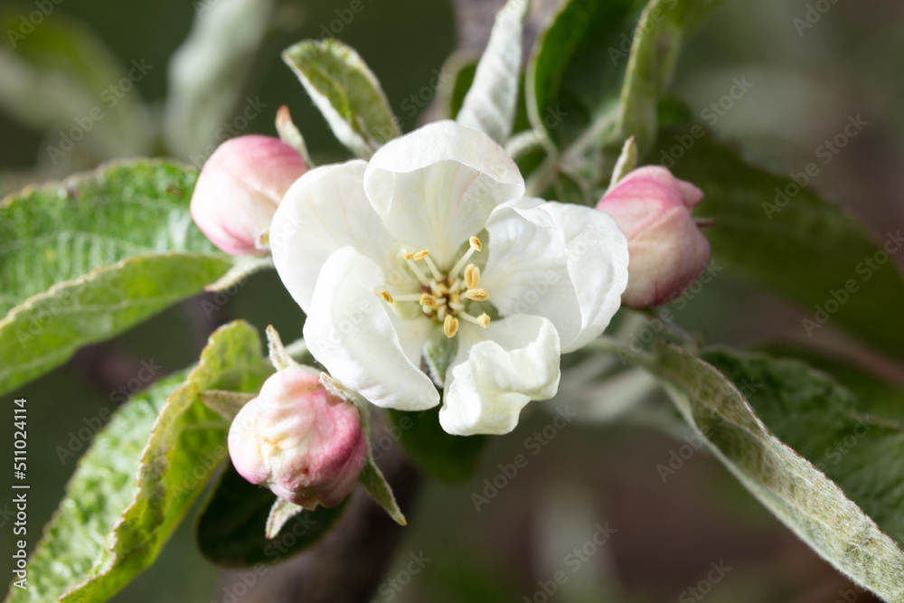 Flowers on an apple tree in spring. Flowers on an apple tree in spring.