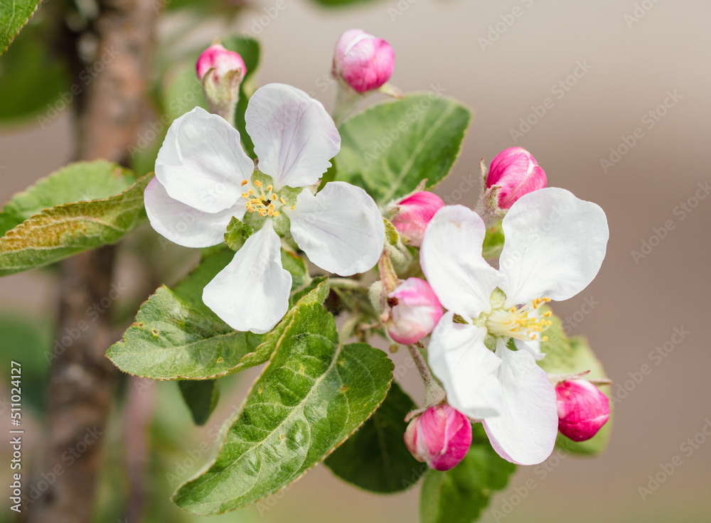 Obraz premium Flowers on an apple tree in spring.